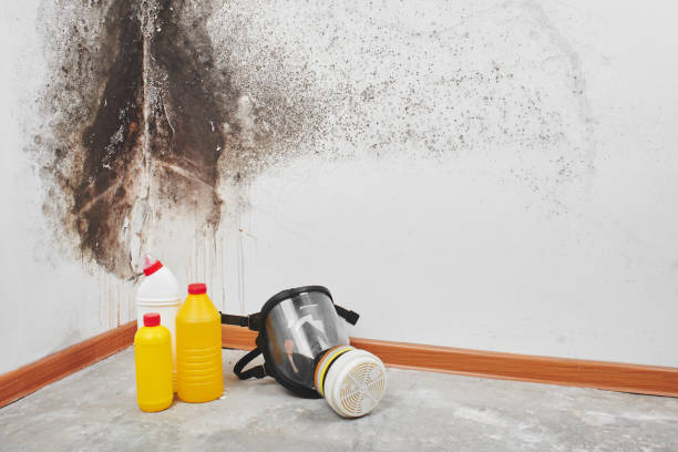 Best Post-Flood Mold Remediation in Mount Plymouth, FL