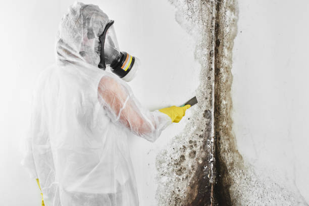 Best Residential Mold Remediation in Mount Plymouth, FL