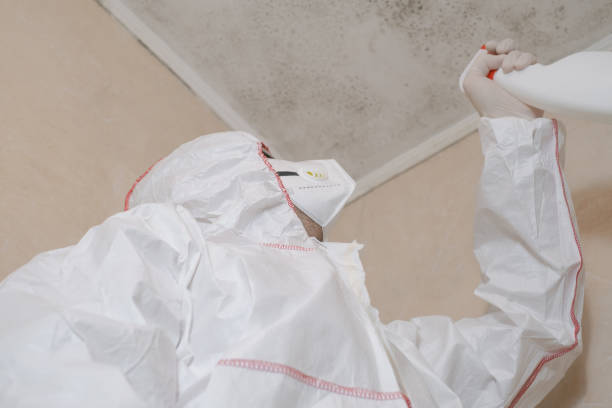 Best Basement Mold Remediation in Mount Plymouth, FL