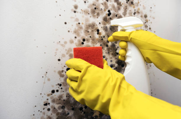 Best White Mold Remediation in Mount Plymouth, FL